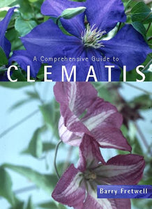 Clematis 