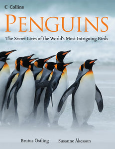 Penguins 