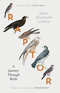 Raptor 