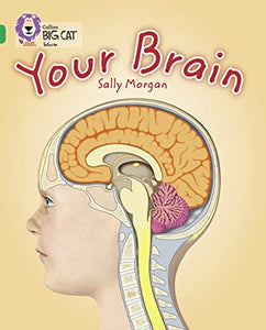 Your Brain 