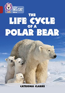 The Life Cycle of a Polar Bear 