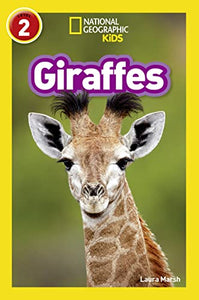 Giraffes 