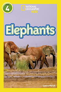 Elephants 