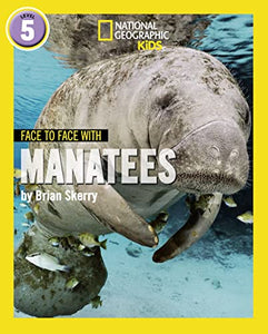 Face to Face with Manatees 