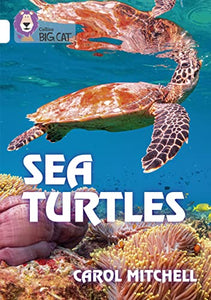 Sea Turtles 