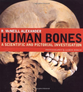 Human Bones 