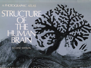 Structure of the Human Brain 