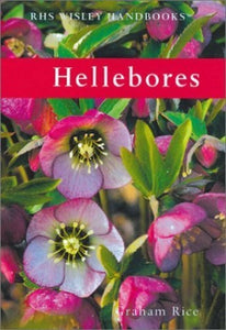 Hellebores 