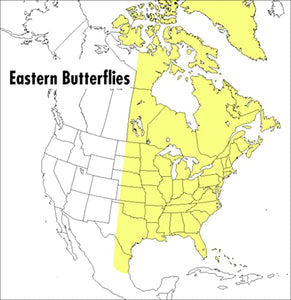 Peterson Field Guide To Eastern Butterflies, A 