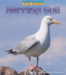 Wild Britain: Herring Gull 