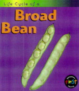 Broad Bean 