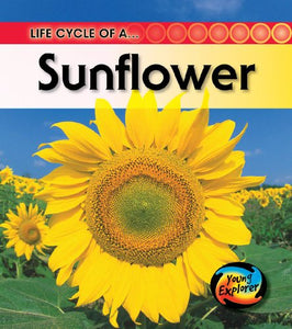 Life Cycle of a Sunflower 