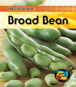 Life Cycle of a Broad Bean 