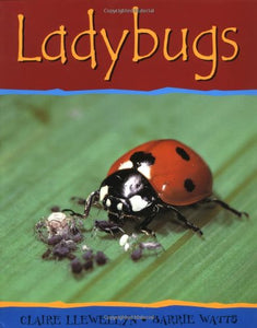 Ladybugs-PB 