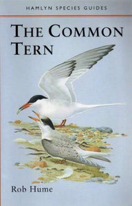 The Common Tern 