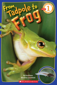 From Tadpole to Frog (Scholastic Reader, Level 1) 