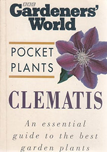 Clematis 