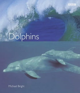 Dolphins 