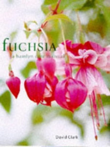 Fuchsia 