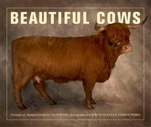 Beautiful Cows 