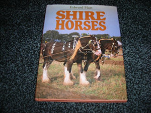 Shire Horses 