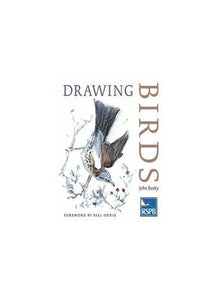 Drawing Birds 