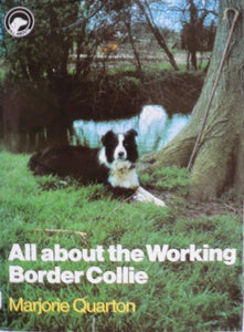 All About the Working Border Collie 