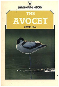 The Avocet 