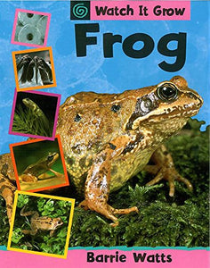 Frog 