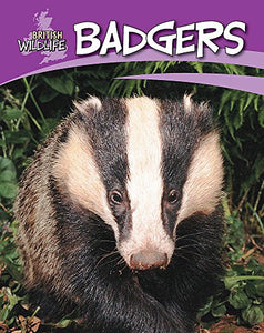 British Wildlife: Badgers 