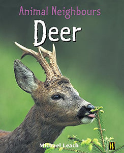 Deer 