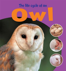 The Life Cycle of an Owl 