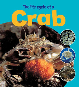 Learning About Life Cycles: The Life Cycle of a Crab 