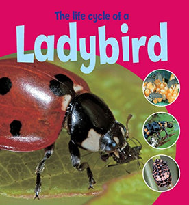 Learning About Life Cycles: The Life Cycle of a Ladybird 