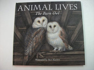 Barn Owl 