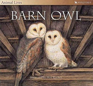 Barn Owl 