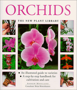 Orchids 