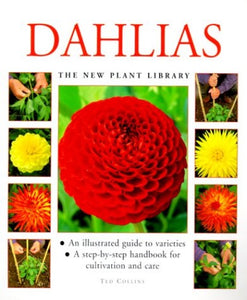 Dahlias 