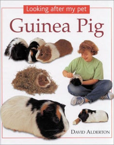 Guinea Pig 