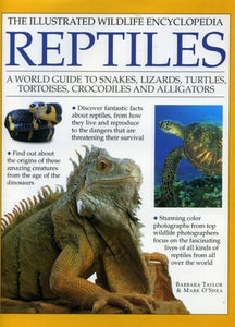 Reptiles 