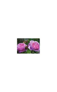 Card Box of 20 Notecards and Envelopes: Pink Rose 