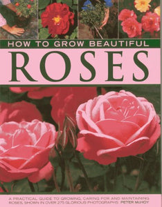 How to Grow Beautiful Roses 