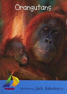 Orangutans 