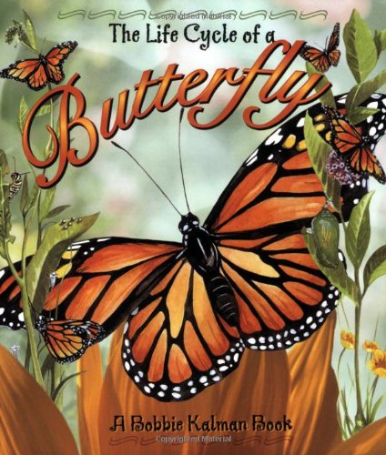 The Life Cycle of the Butterfly