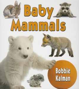 Baby Mammals 