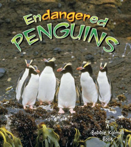 Endangered Penguins 