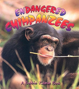 Endangered Chimpanzees 