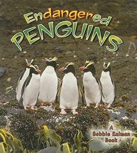 Endangered Penguins 