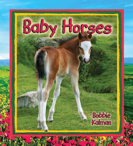 Baby Horses 