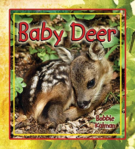 Baby Deer 